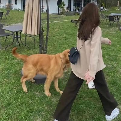 一日雄狮